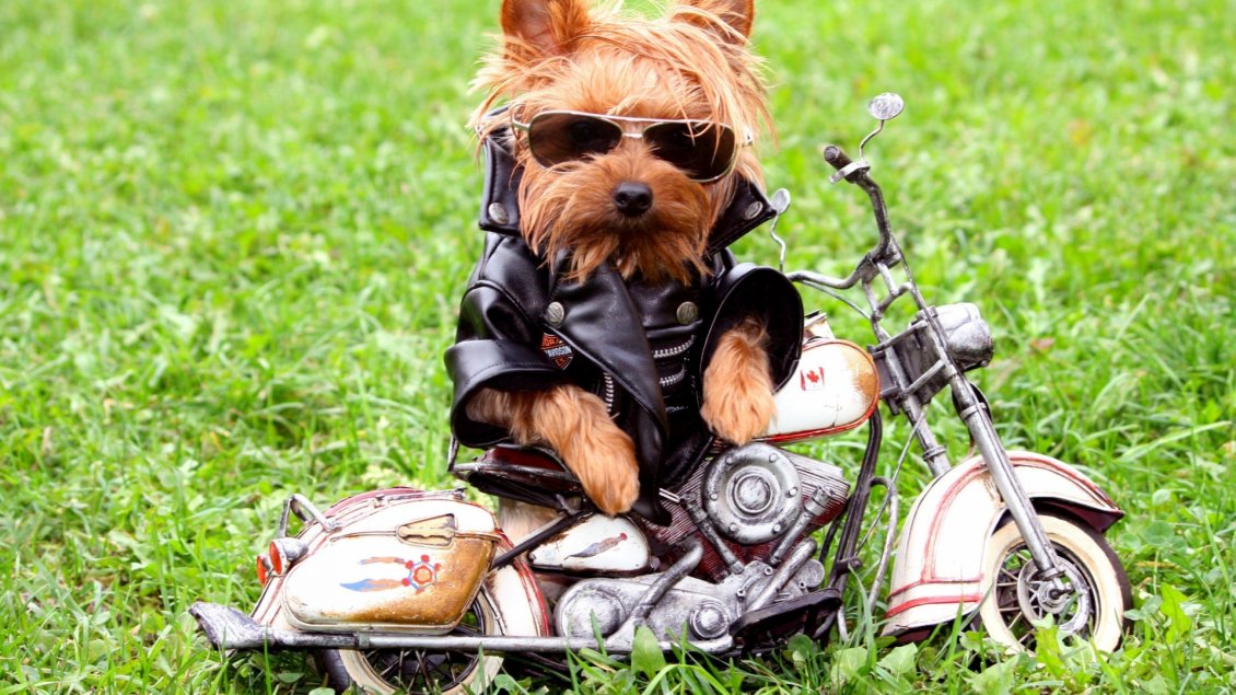 Download Wallpaper Cool dog style on the motorcycle - Funny brown puppy