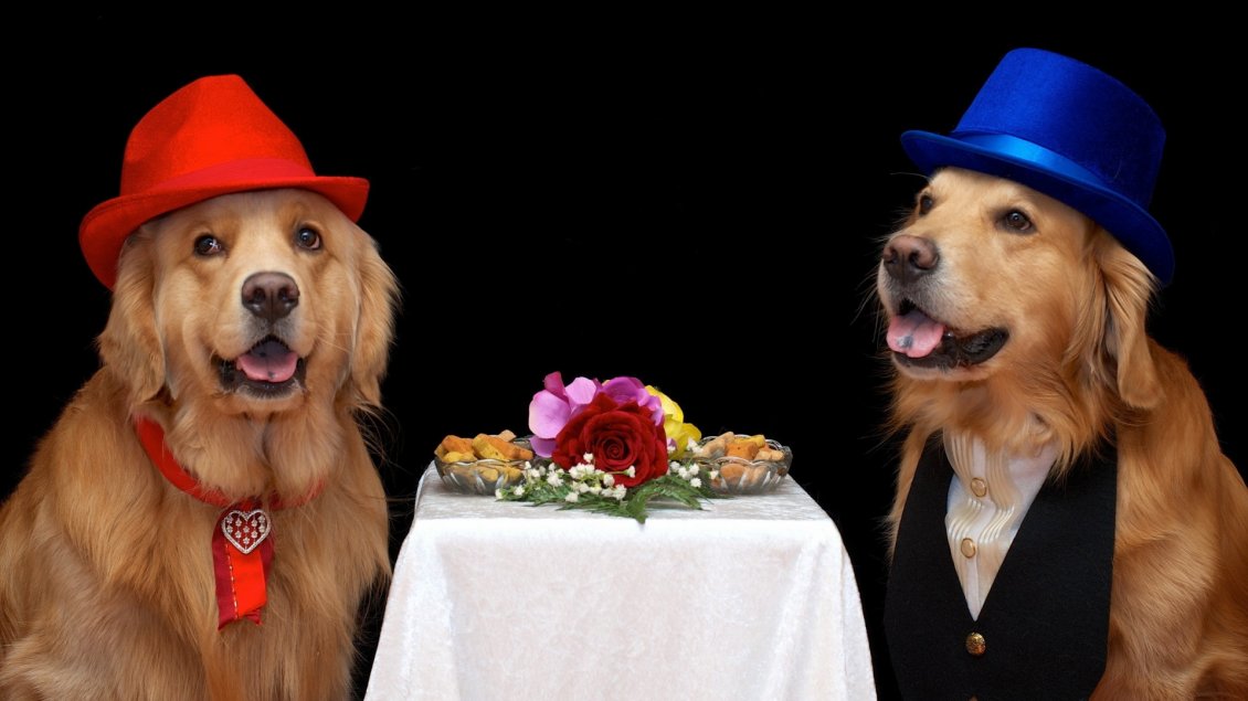 Download Wallpaper Funny brown dogs couple with hats