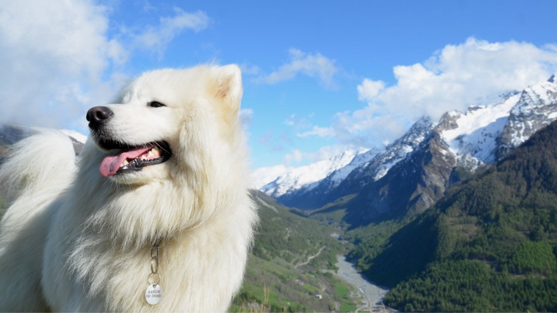 Download Wallpaper Beautiful white dog in mountains - Fluffy dog