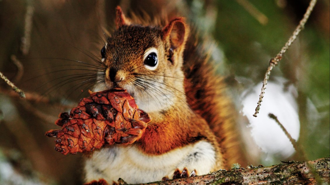 Download Wallpaper A cute brown squirrel with a pinecone
