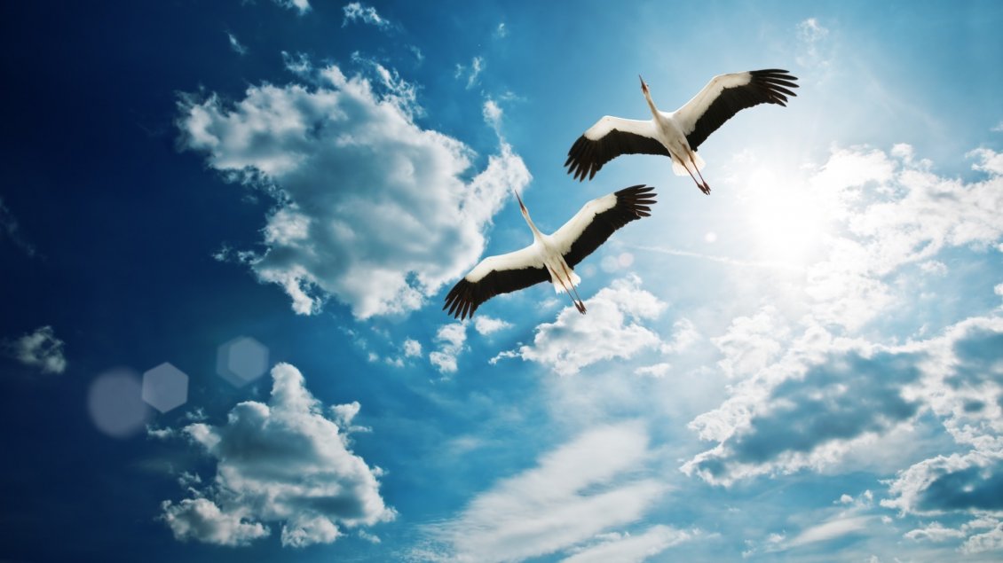 Download Wallpaper Two gorgeous storks flies on the blue sky