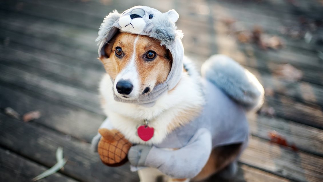 Download Wallpaper Funny sweet dog costume - Animal wallaper