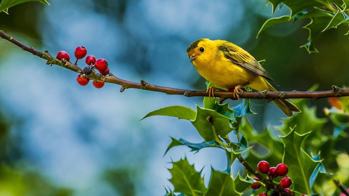 Download Wallpaper A sweet little yellow bird on branch