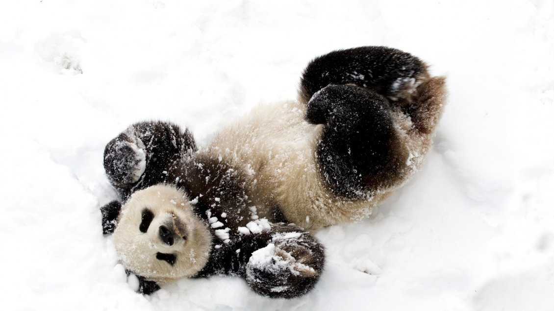 Download Wallpaper Cute baby panda bear in snow - White and black image