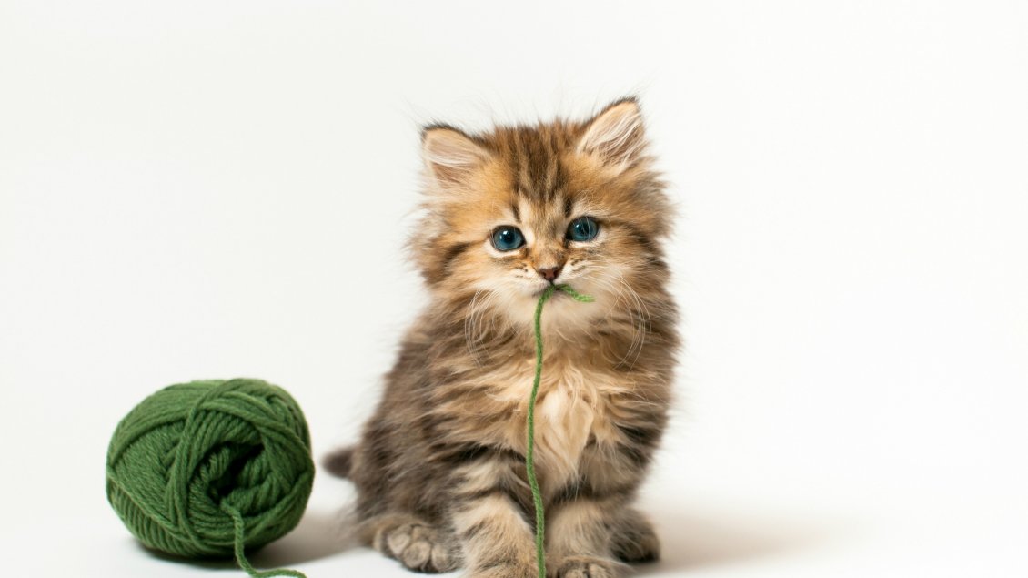 Download Wallpaper Gray cute kitty with a green clew