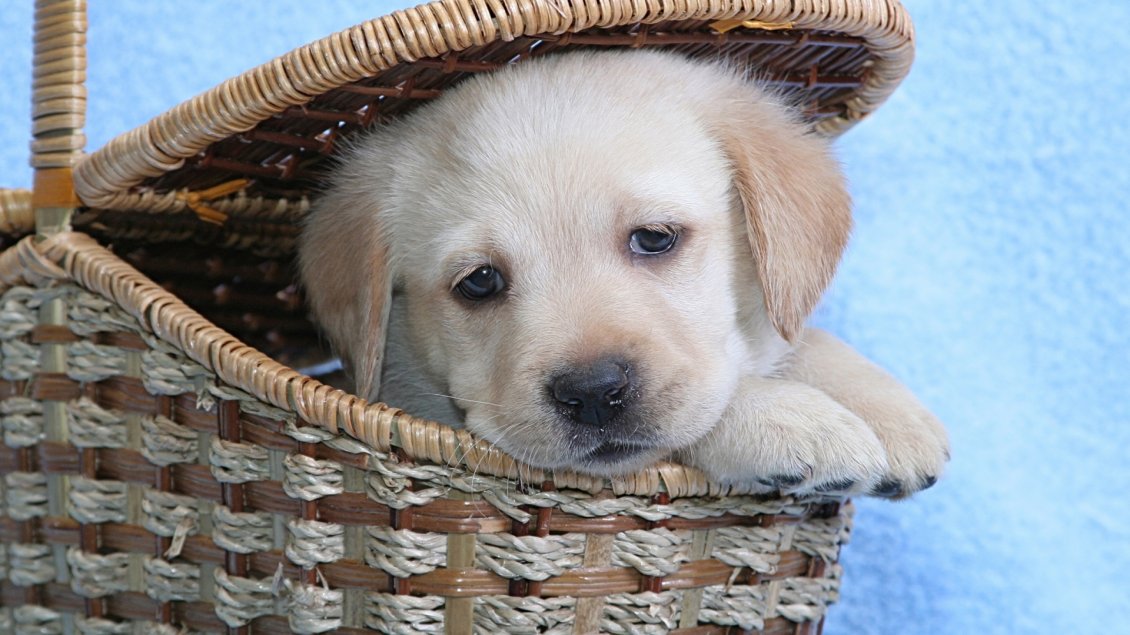 Download Wallpaper Cute white Labrador puppy in a basket