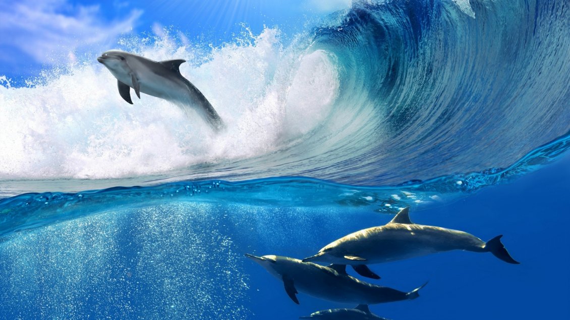 Download Wallpaper Beautiful many dolphins swims in a big wave