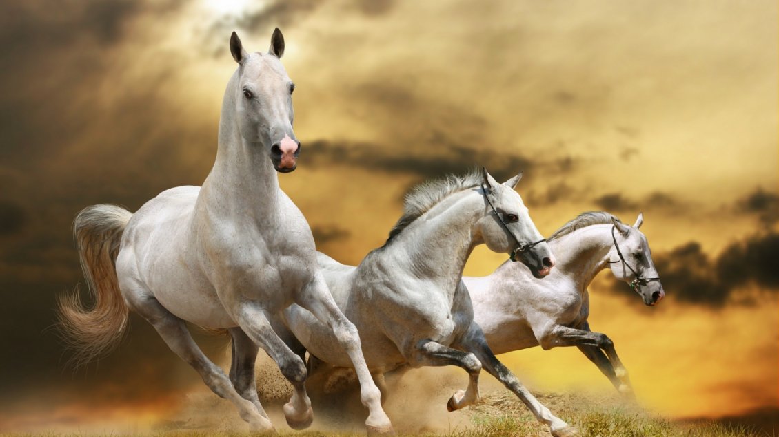 Download Wallpaper Three beautiful white horses running