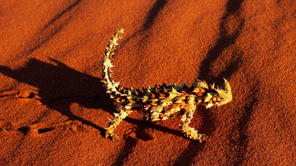 Download Wallpaper Devil Lizard on the orange sand - Animal wallpaper