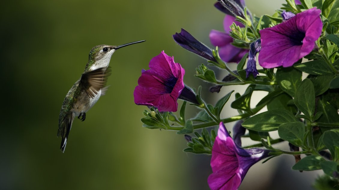 Download Wallpaper A beautiful little bird and many purple petunias