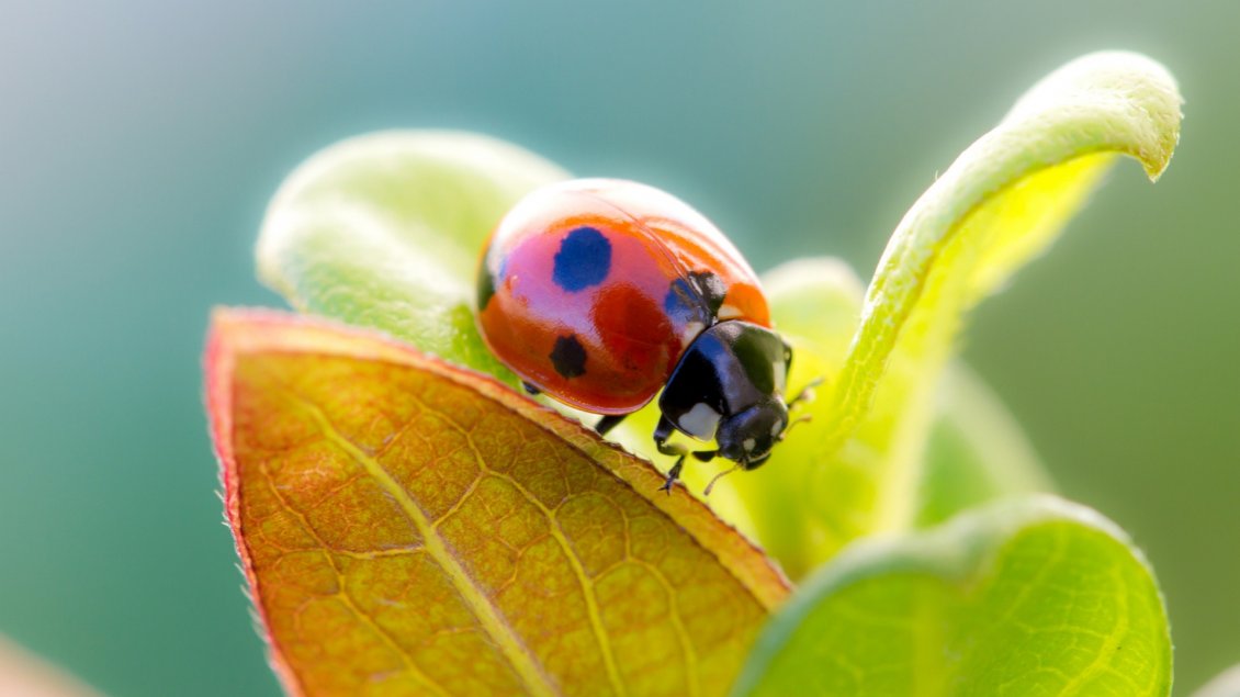 Download Wallpaper Cute red ladybug on green leaves