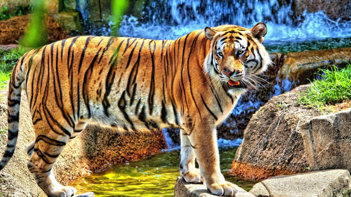 Download Wallpaper Amazing young tiger on the stones from river