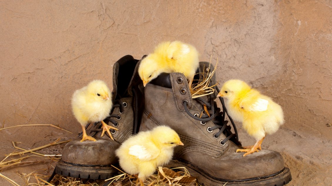 Download Wallpaper Four little yellow chickens on brown shoes