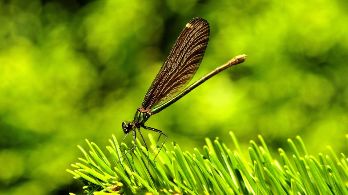 Download Wallpaper Amazing dragonfly on the green grass