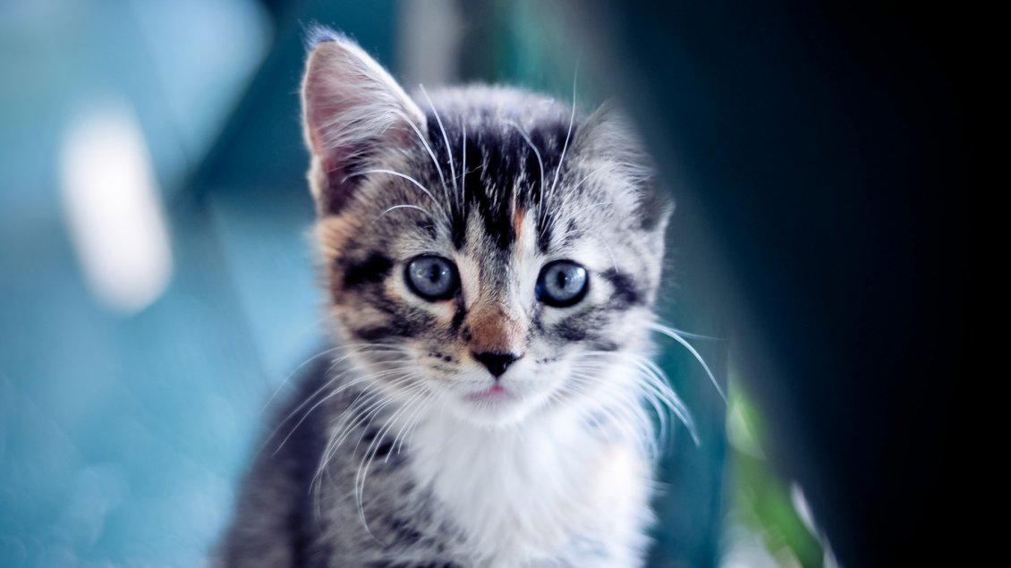 Download Wallpaper A sweet gray and white kitty with blue eyes