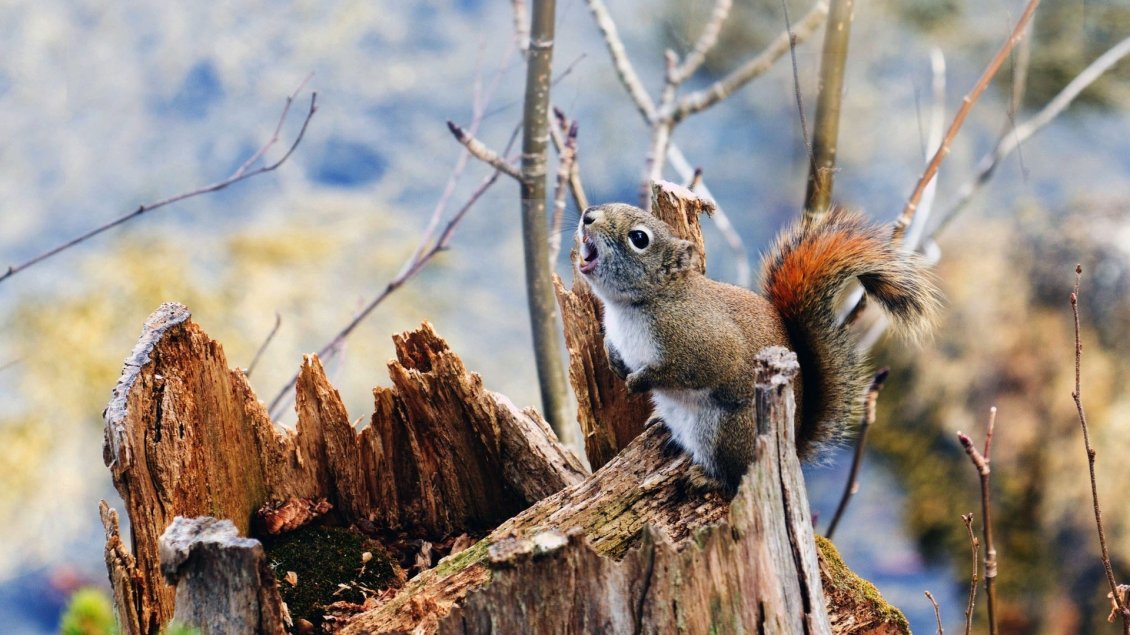 Download Wallpaper A little squirrel on a branch - Small animal