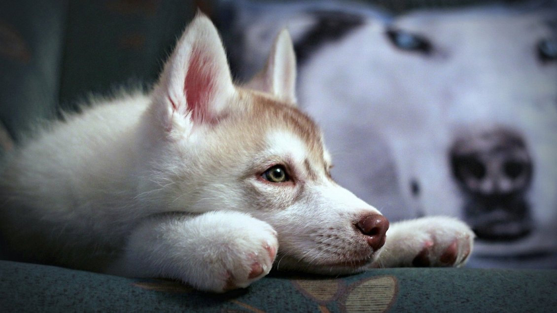 Download Wallpaper Cute Husky Puppy - White dog wallpaper