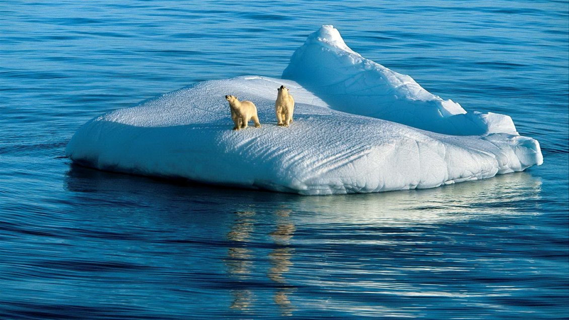 Download Wallpaper Two polar bears on the ice island in the middle of sea