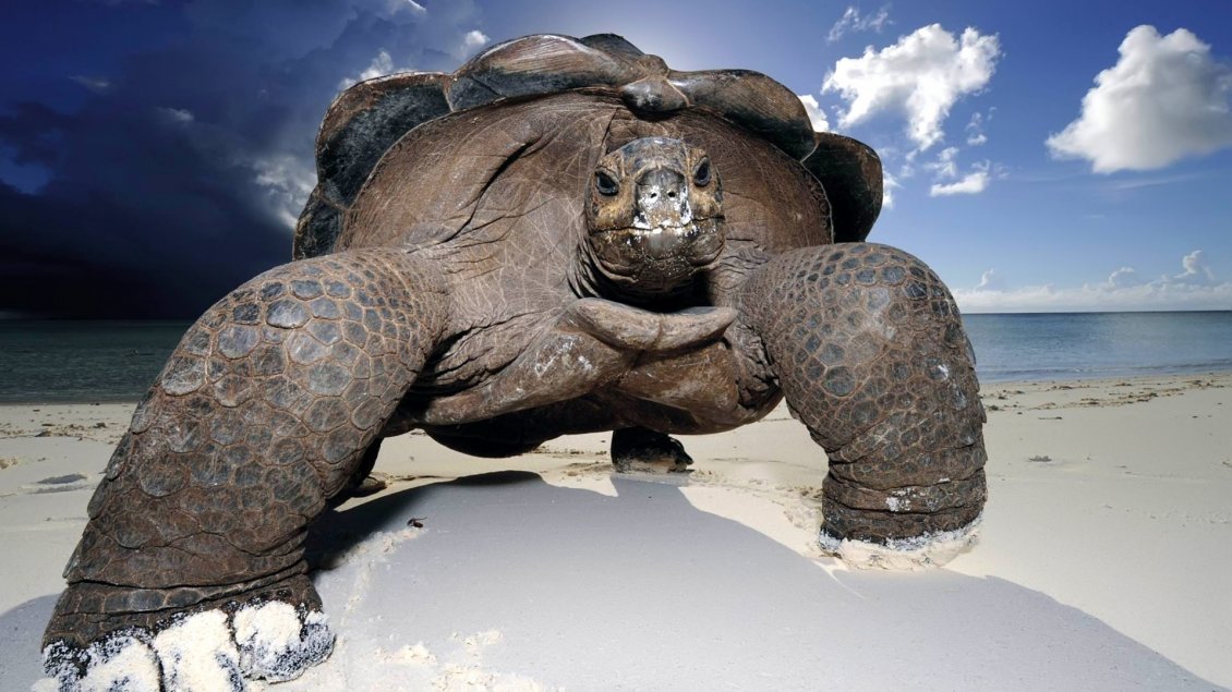 Download Wallpaper Huge turtle on the beach - Fantastic wallpaper