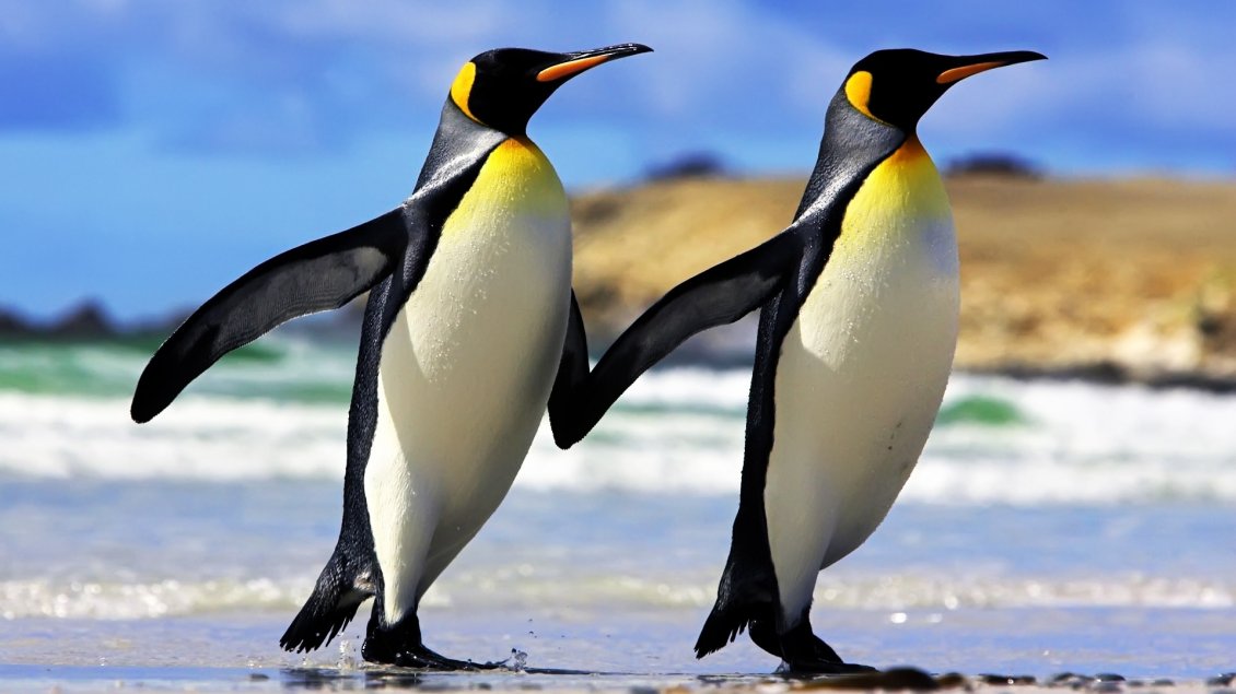 Download Wallpaper Beautiful penguins couple on the beach