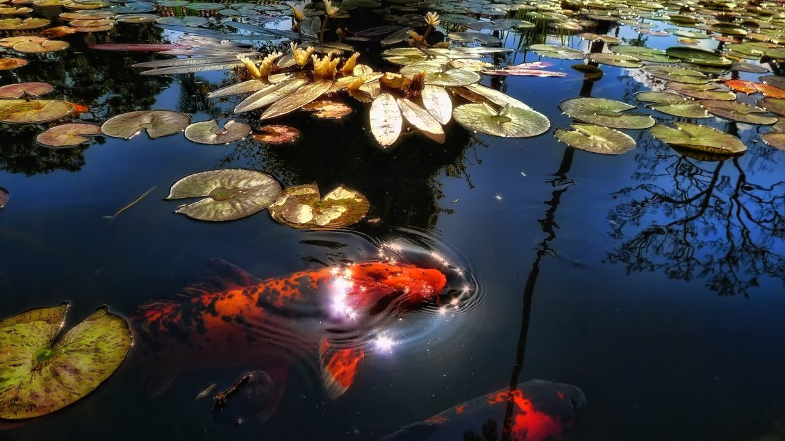 Download Wallpaper Orange fish in the lake with lily
