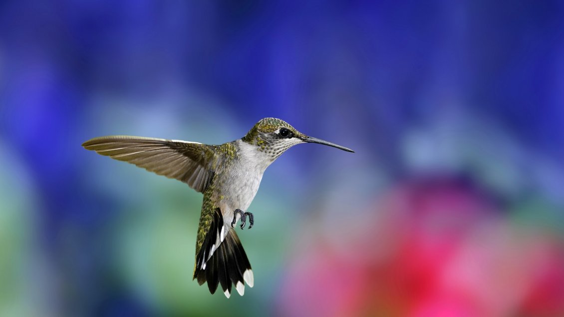 Download Wallpaper Super Colibri bird in flight - Bird wallpaper