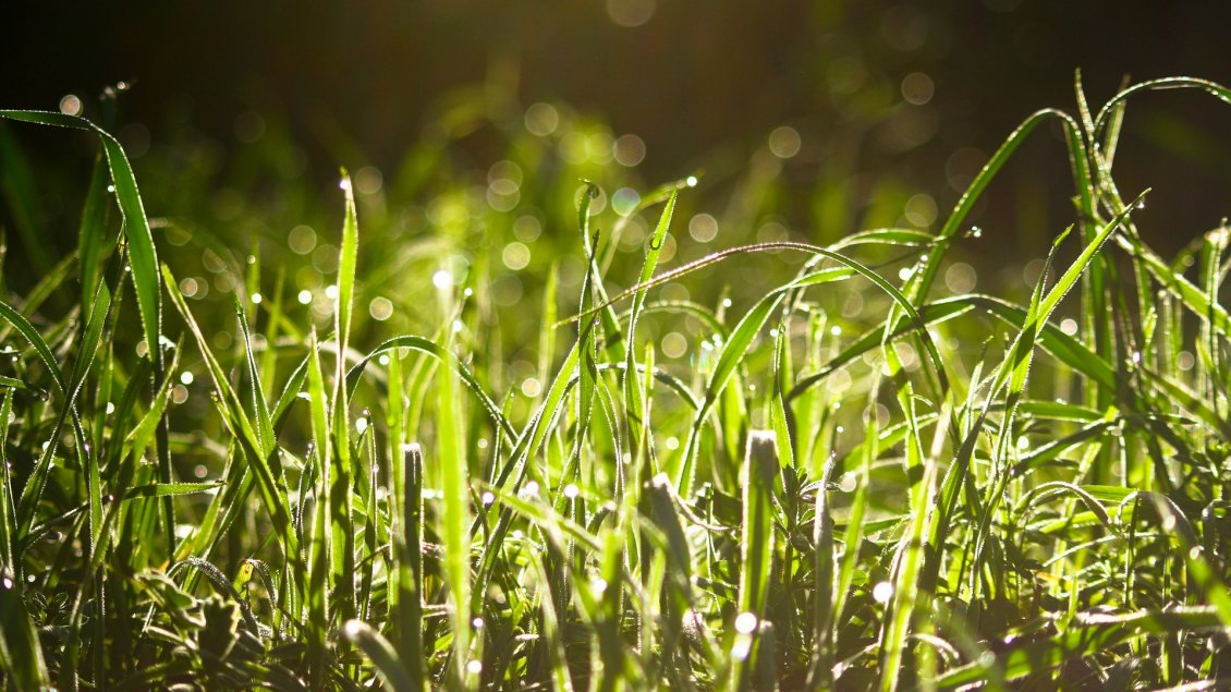 Download Wallpaper A field with wet green grass in the sun rays