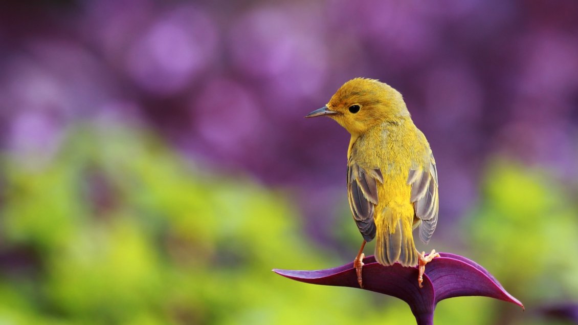 Download Wallpaper A sweet yellow little bird on the purple flower