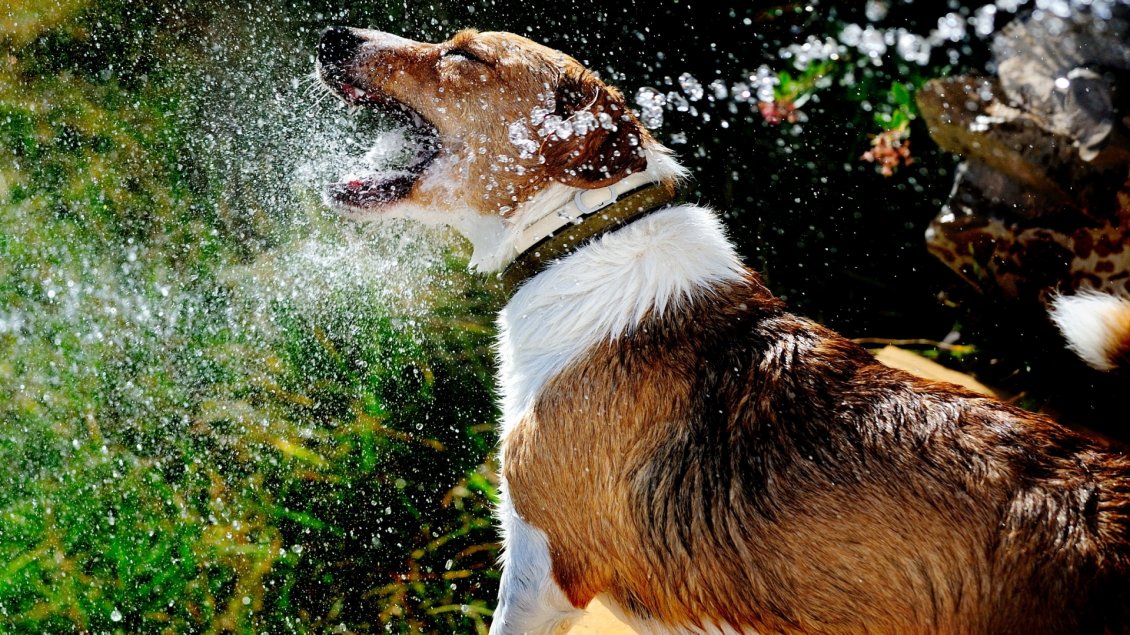 Download Wallpaper Brown and white dog playing with water drops