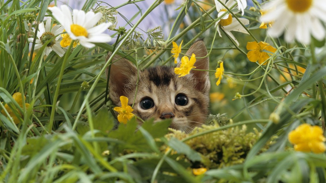 Download Wallpaper Sweet kitty hiding in the green grass