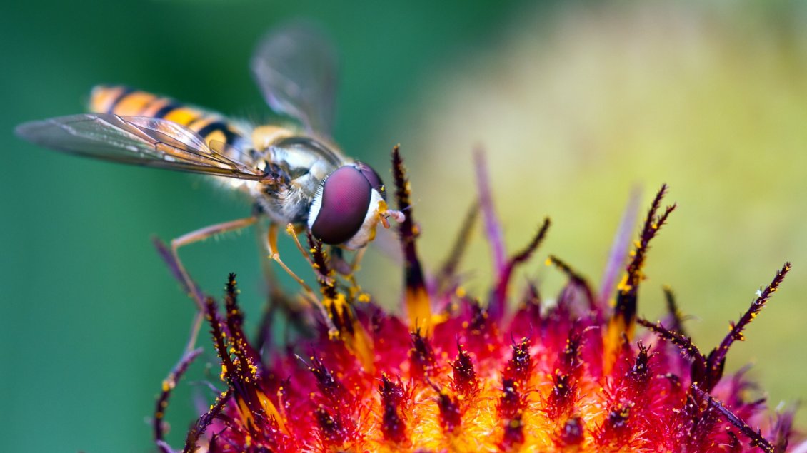 Download Wallpaper A beautiful yellow and purple insect on a flower