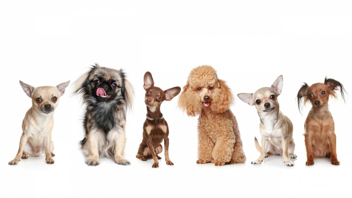 Download Wallpaper Sweet many different dogs wallpaper