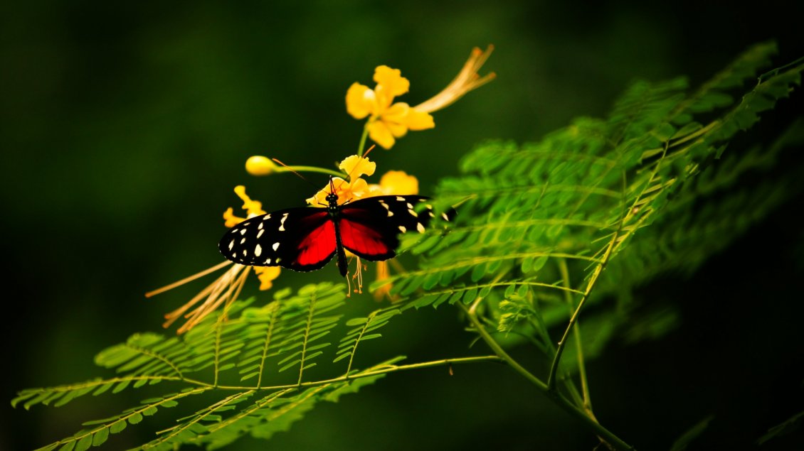 Download Wallpaper Gorgeous black and red butterfly on yellow flowers