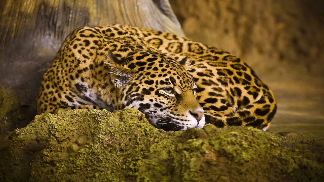 Download Wallpaper A beautiful jaguar on a rock - Wild animal