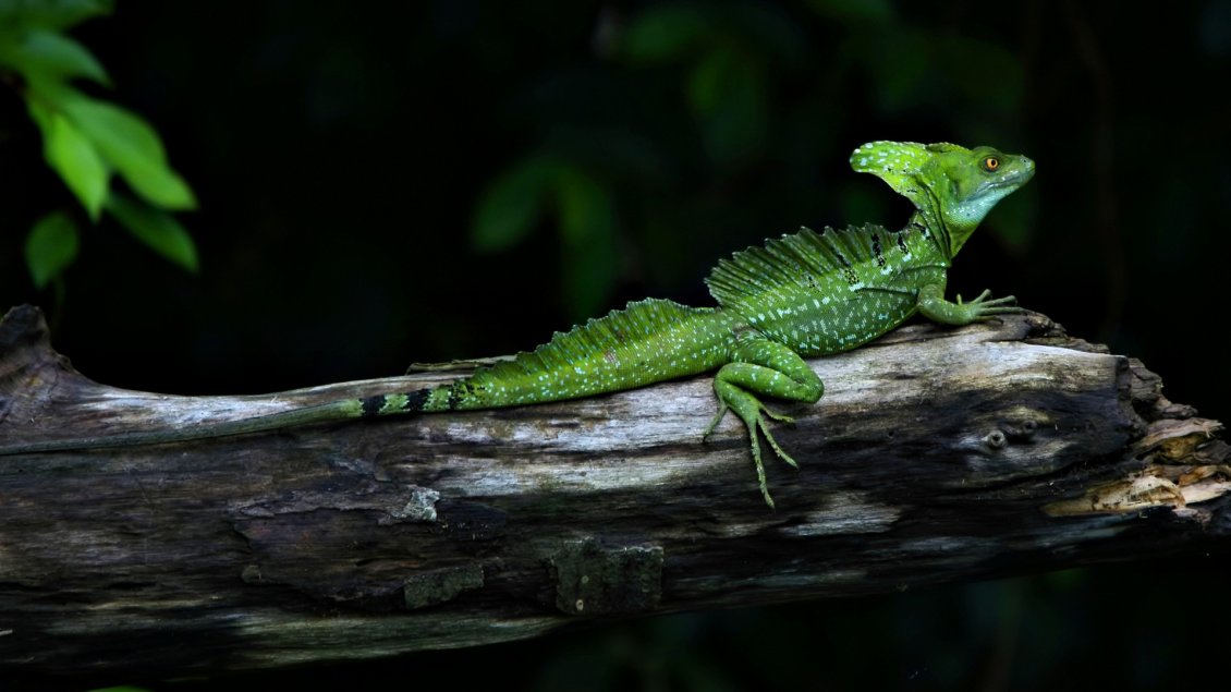 Download Wallpaper A green reptile on a wood - Scary animal