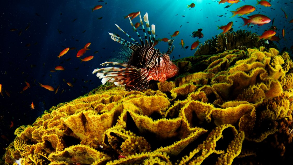 Download Wallpaper Many orange fish between algae - Underwater wallpaper