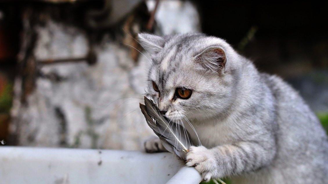 Download Wallpaper A sweet gray cat plays with chicken feathers