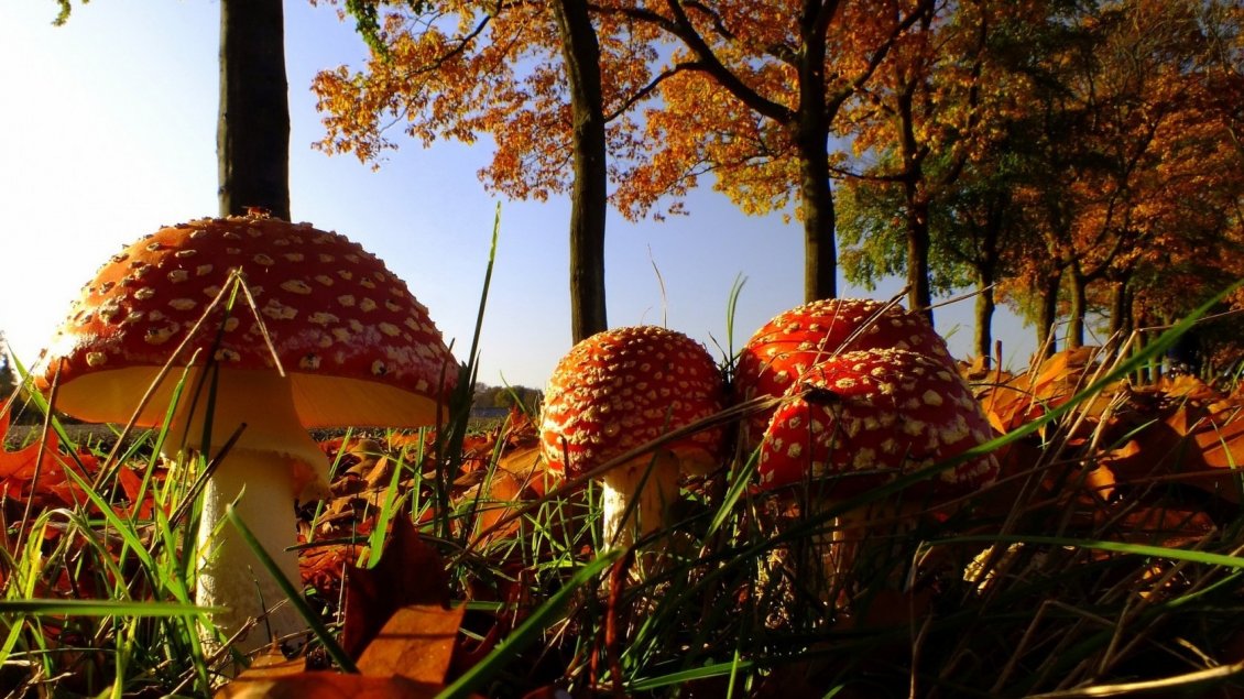 Download Wallpaper Many red mushrooms through trees in forest