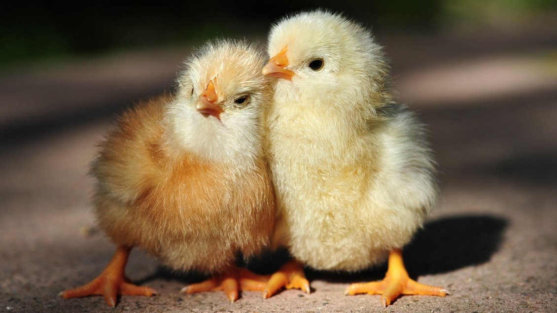 Download Wallpaper Two cute little chickens - Animals wallpaper