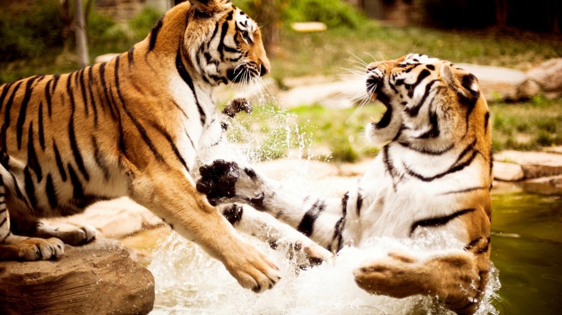Download Wallpaper Fight between tigers in water - Wild animals