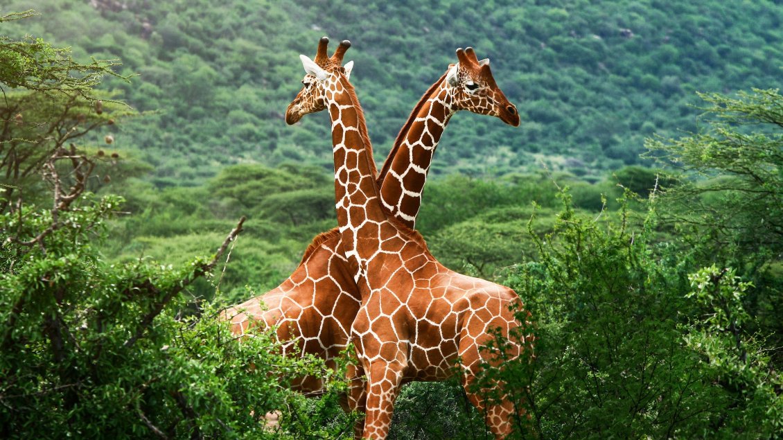 Download Wallpaper Two giraffes in a green forest on mountains