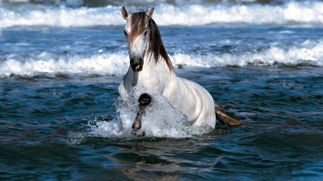 Download Wallpaper A gorgeous white and brown horse in water