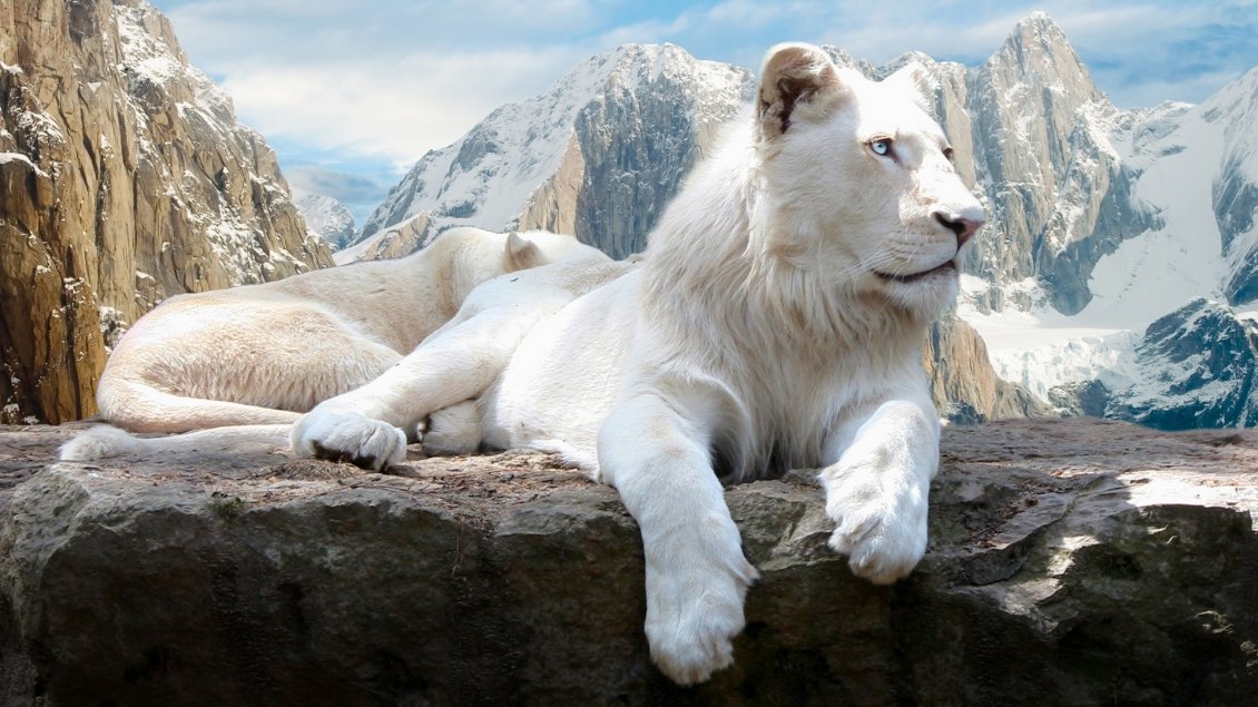 Download Wallpaper Beautiful white lions on rocks in mountains