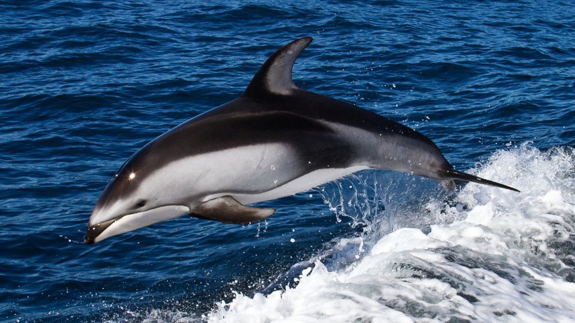 Download Wallpaper Dolphin swims in sea waves - HD wallpaper
