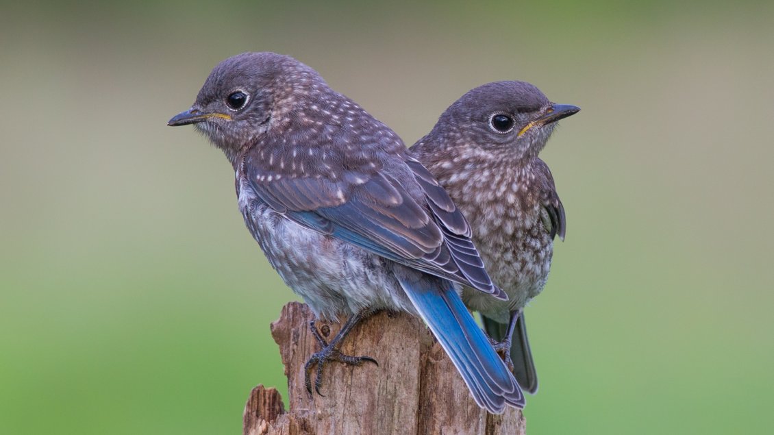 Download Wallpaper Two beautiful little birds with blue wings