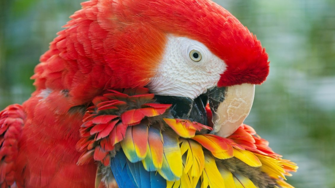 Download Wallpaper Gorgeous parrot with colorful wings
