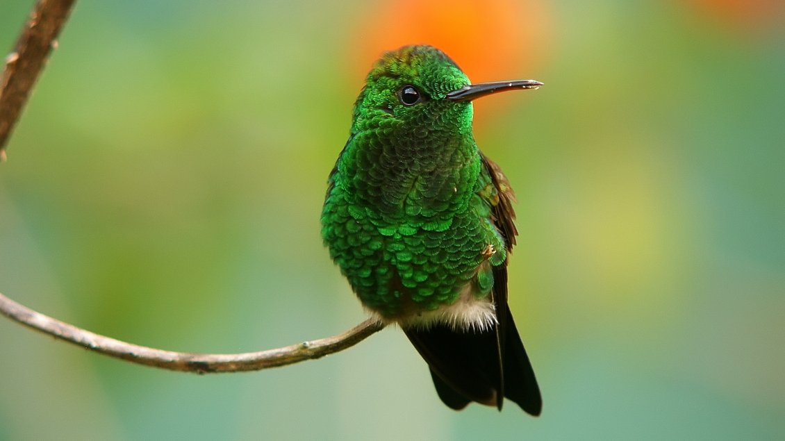 Download Wallpaper A stunning green hummingbird on a branch