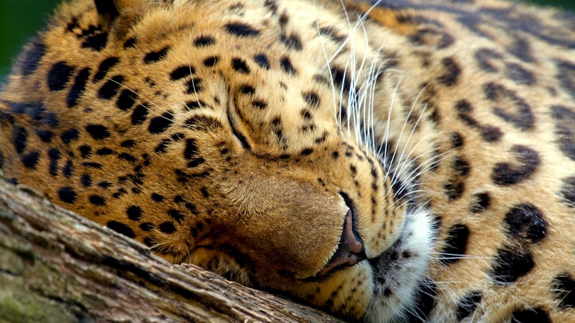 Download Wallpaper A cute leopard sleeps on a wood
