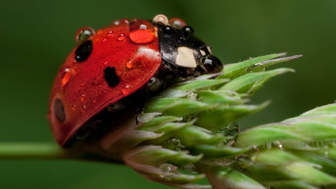 Download Wallpaper A red ladybug with many water drops on a flower