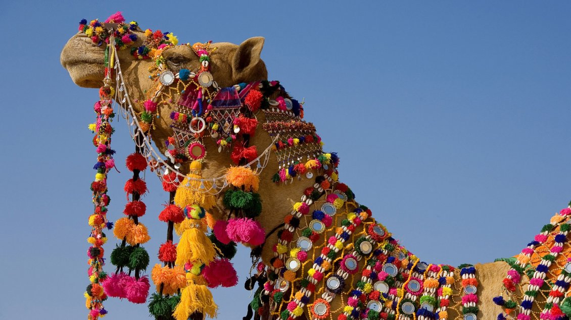 Download Wallpaper Decorated camel with many colors